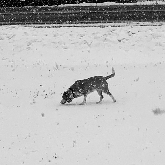 Meet your Posher, Melissa - Picture 1 of 1